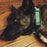 Ninja Dog collars - Shawnimals x Six Point Pet